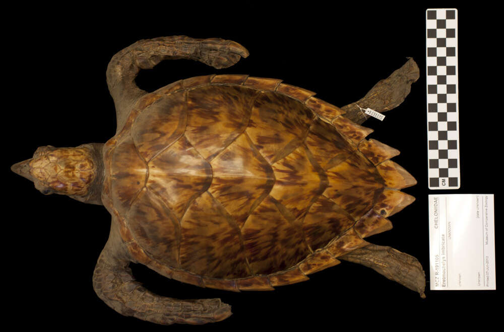 Image of Eretmochelys