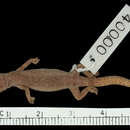 Image of Mocquard's Leaf-toed Gecko