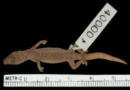 Image of Mocquard's Leaf-toed Gecko