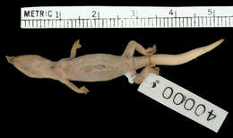 Image of Mocquard's Leaf-toed Gecko