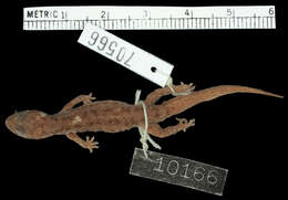 Image of Mocquard's Leaf-toed Gecko