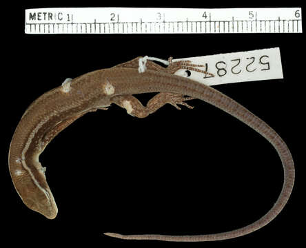 Image of Schmidt's Emo Skink