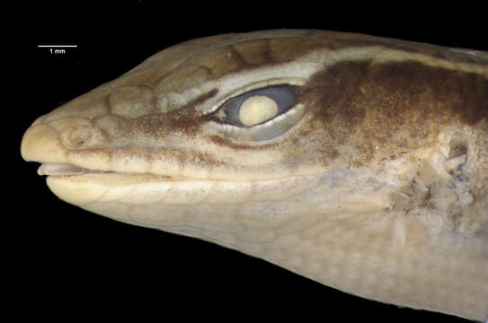 Image of Schmidt's Emo Skink