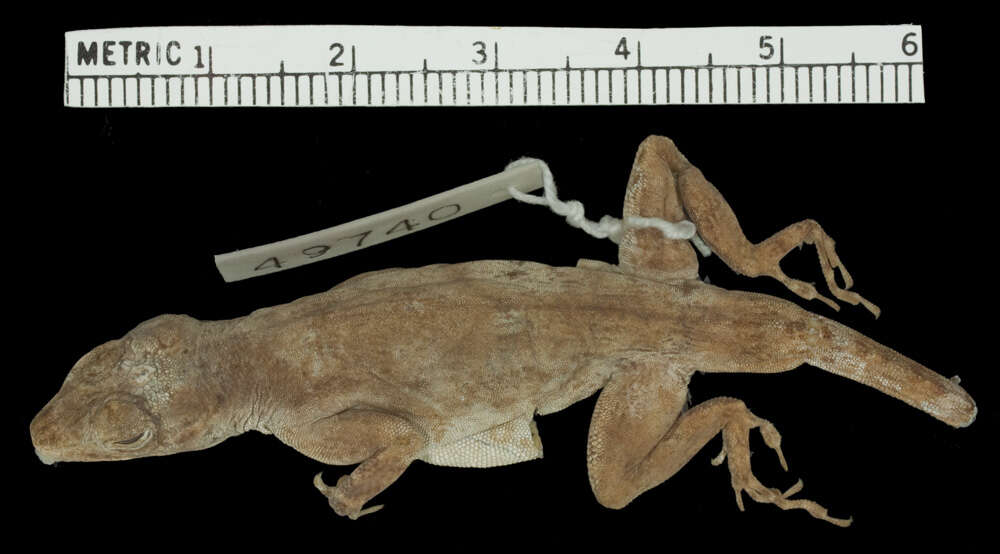 Image de Anolis distichus biminiensis Oliver 1948