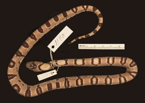 Image of Mexican Kingsnake