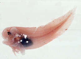 Image of Slit branchial paraliparis