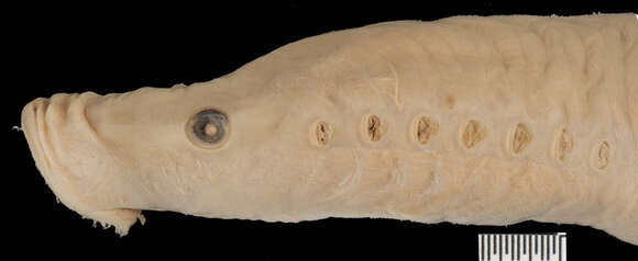 Image of Entosphenus