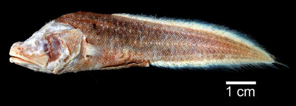 Image of Toothed Cuban Cusk-eel