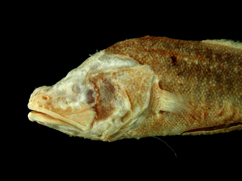 Image of Toothed Cuban Cusk-eel