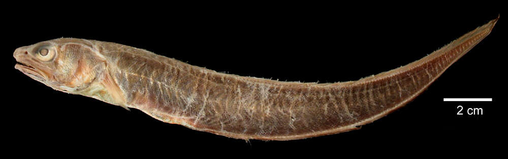 Image of Blackedge Cusk-eel