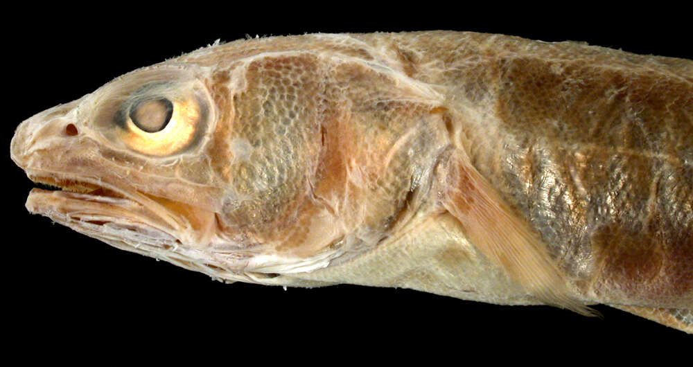 Image of Blackedge Cusk-eel