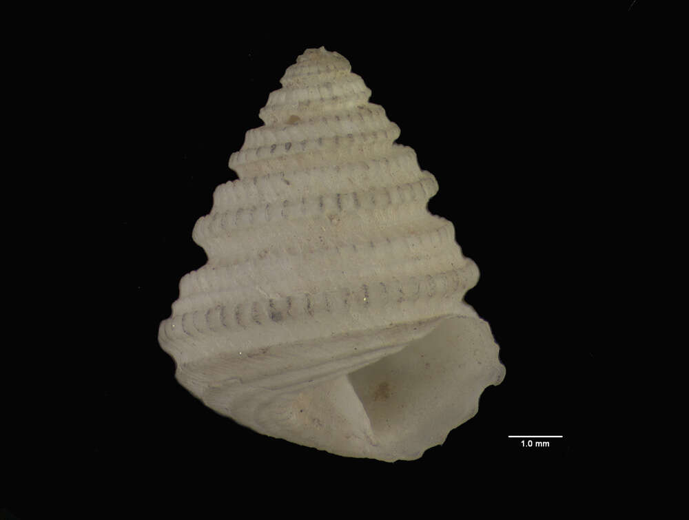 Image of Dentistyla asperrima (Dall 1881)