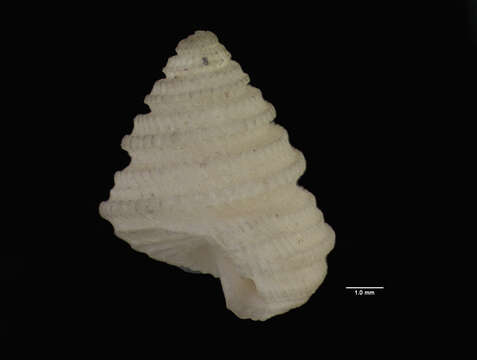 Image of Dentistyla asperrima (Dall 1881)