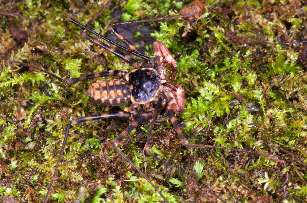 Image of tailless whip scorpions