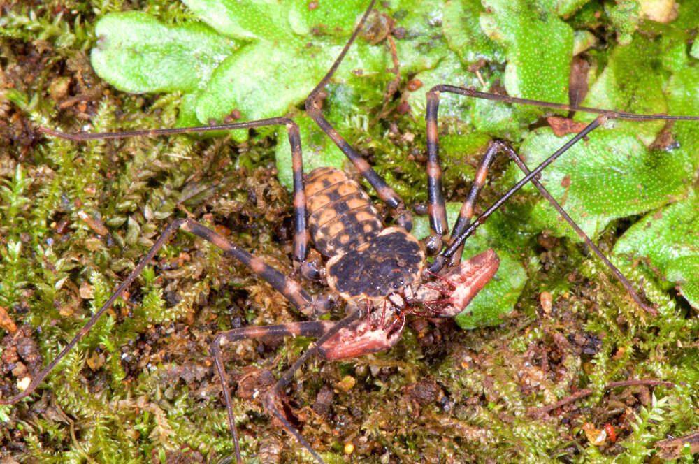 Image of tailless whip scorpions