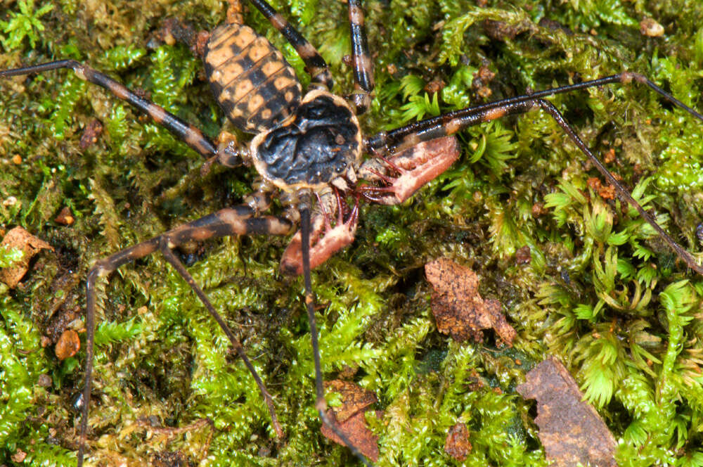 Image of tailless whip scorpions