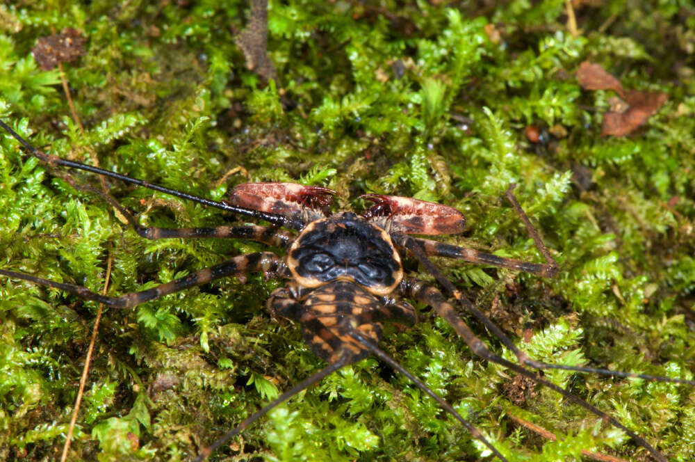 Image of tailless whip scorpions