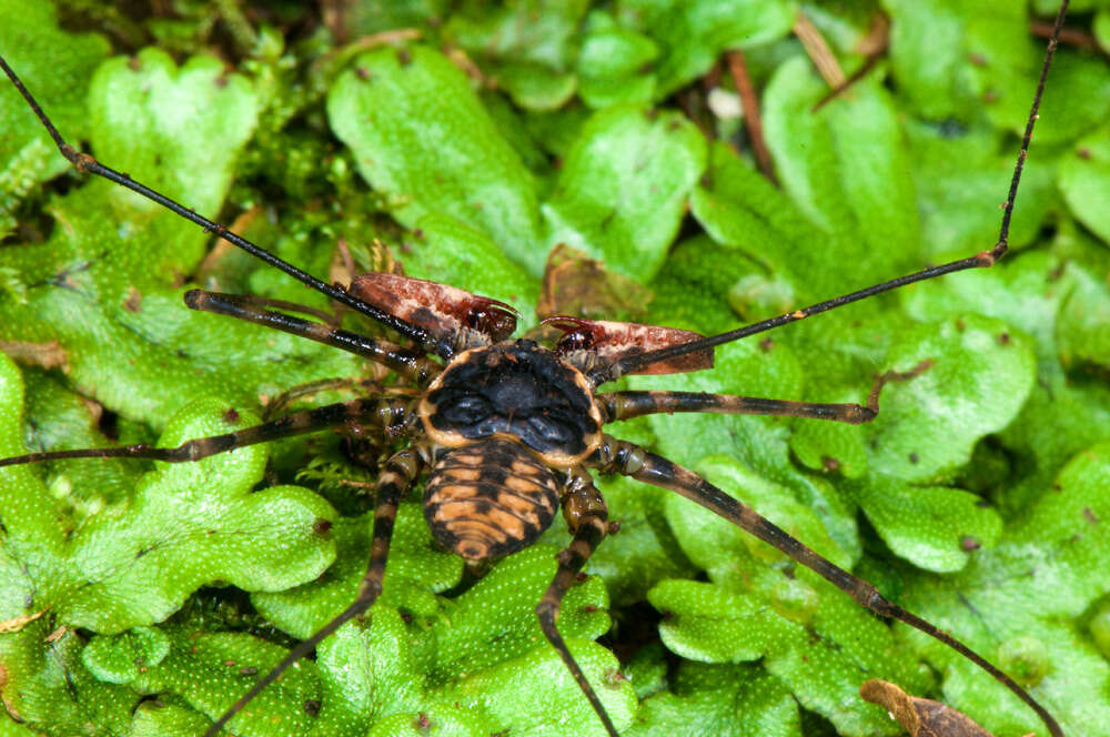 Image of tailless whip scorpions