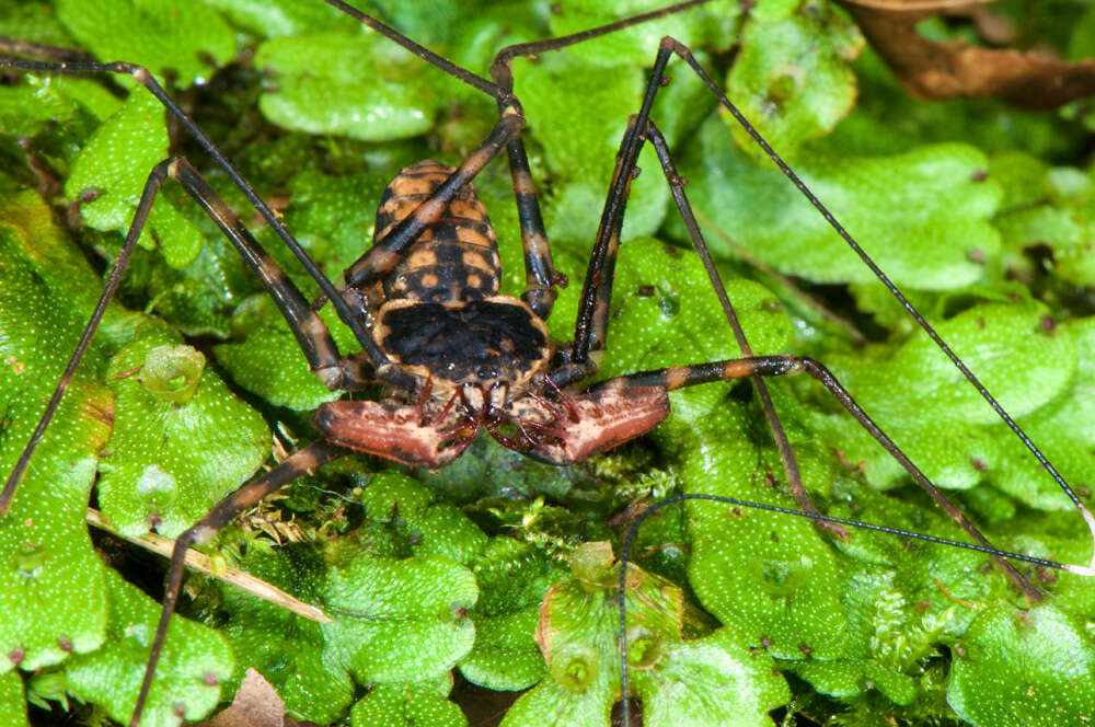 Image of tailless whip scorpions