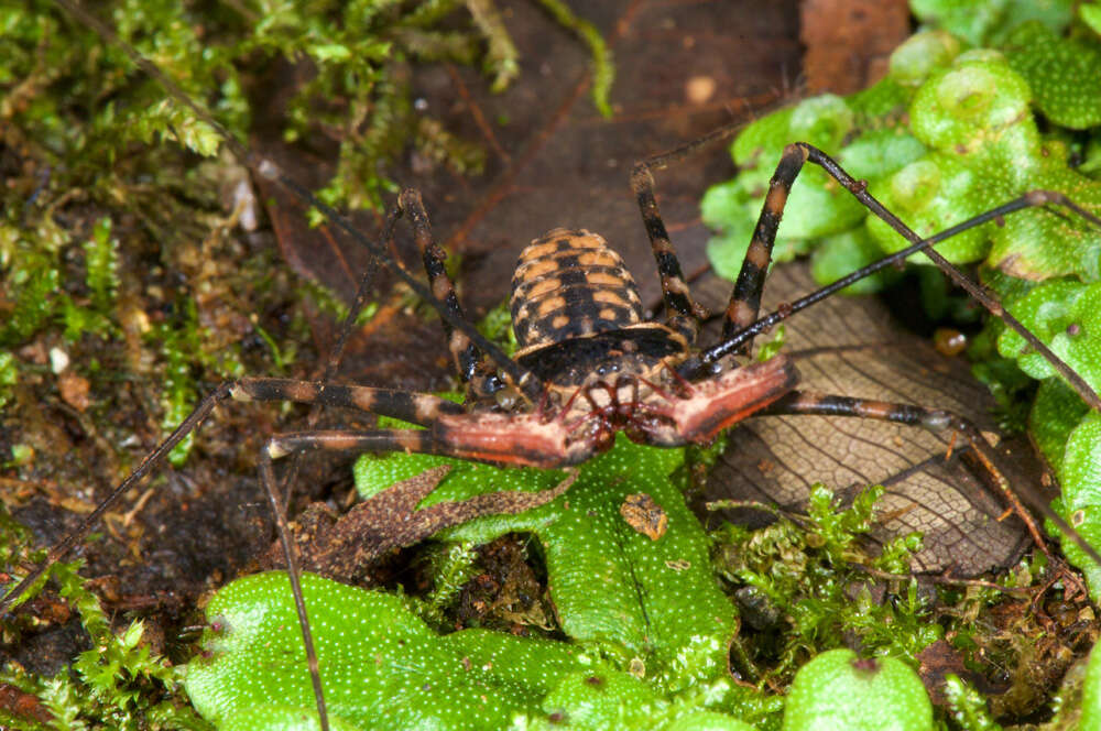 Image of tailless whip scorpions