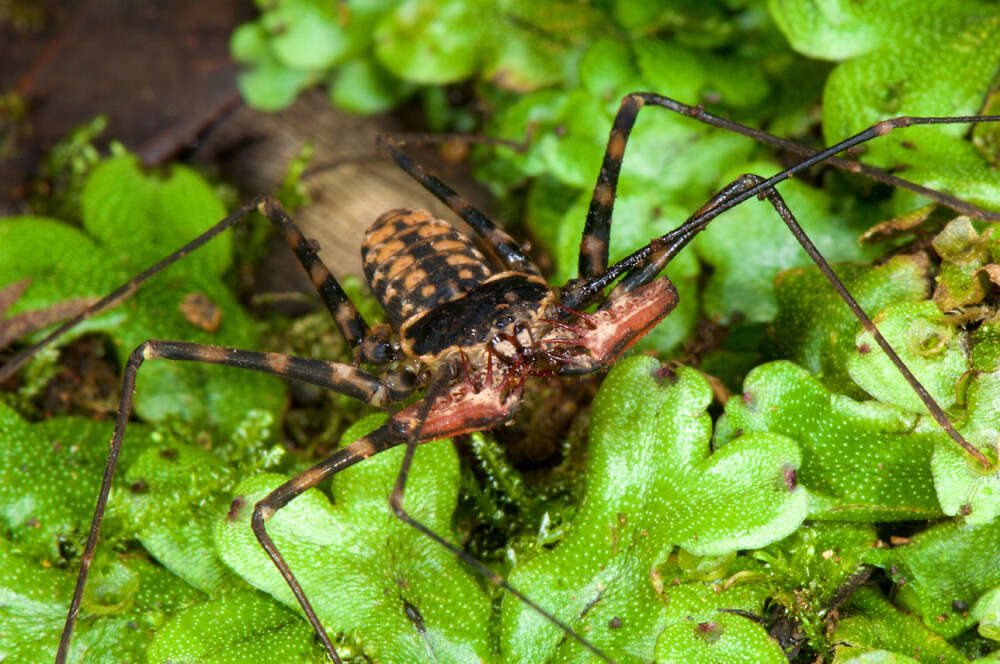 Image of tailless whip scorpions