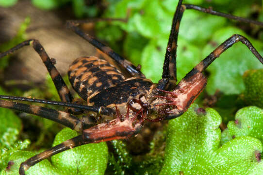 Image of tailless whip scorpions