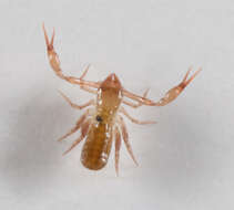 Image of <i>Chthonius tetrachelatus</i>