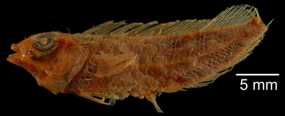 Image of Rosy Blenny