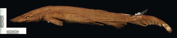 Image of Black Roughscale Catshark