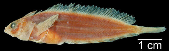 Image of Ribeiroclinus