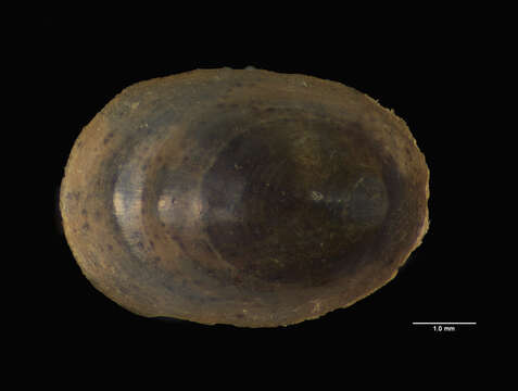 Image of Ancylus moravicus Rzehak 1893