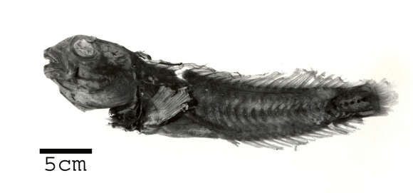 Image de Lupinoblennius