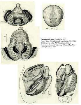 Image of Eustala conformans Chamberlin 1925