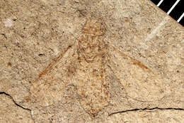 Image of Symphyta