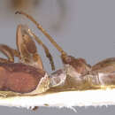 Image of <i>Gonatopus argentinus</i>