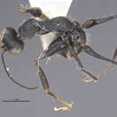 Image of <i>Gonatopus tuxtlanus</i>