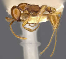Image of Aenictus eugenii caroli Forel 1910