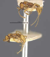 Image of Aenictus eugenii caroli Forel 1910