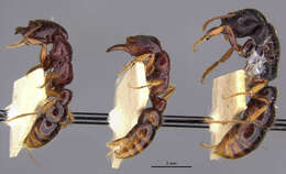 Image of Amblyopone australis Erichson 1842