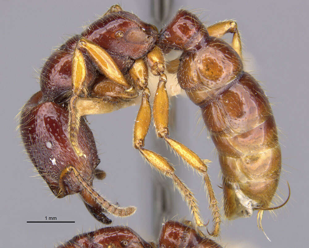 Image of Amblyopone australis Erichson 1842