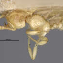 Image of <i>Pheidole antipodum</i>