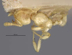 Image of <i>Pheidole antipodum</i>