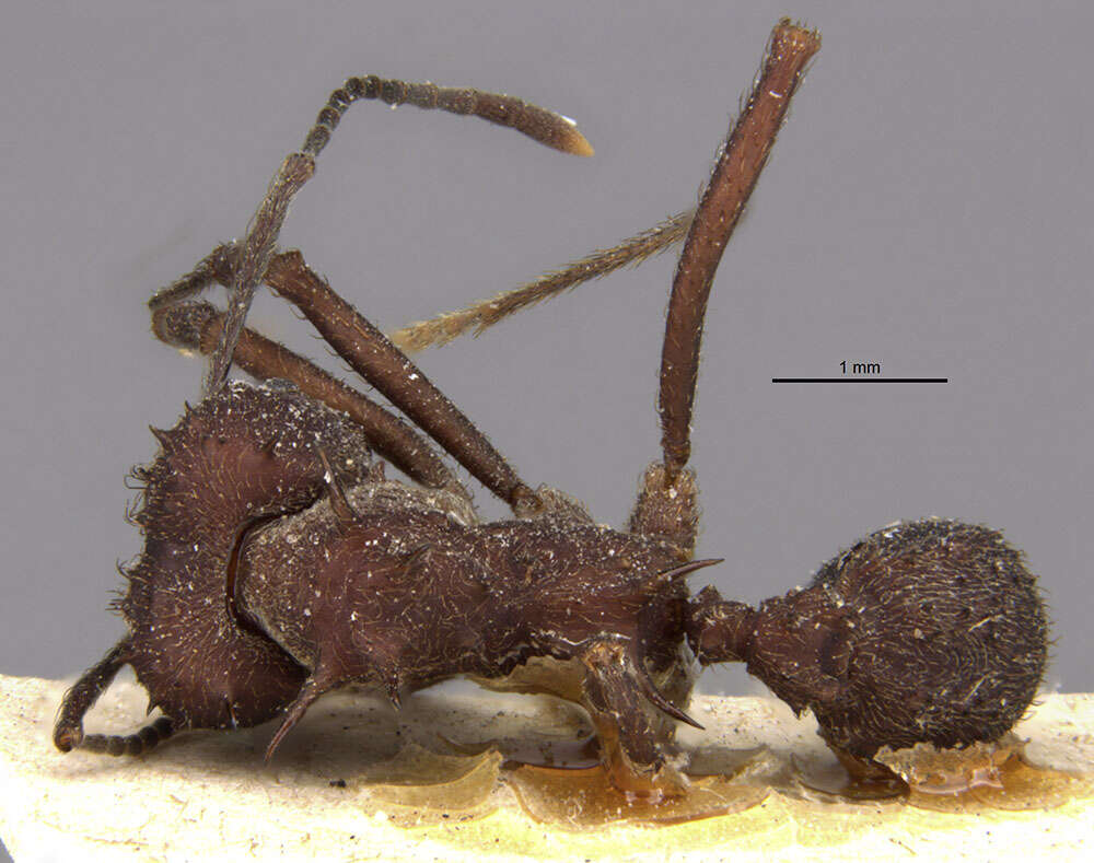 Image of leaf-cutter ants