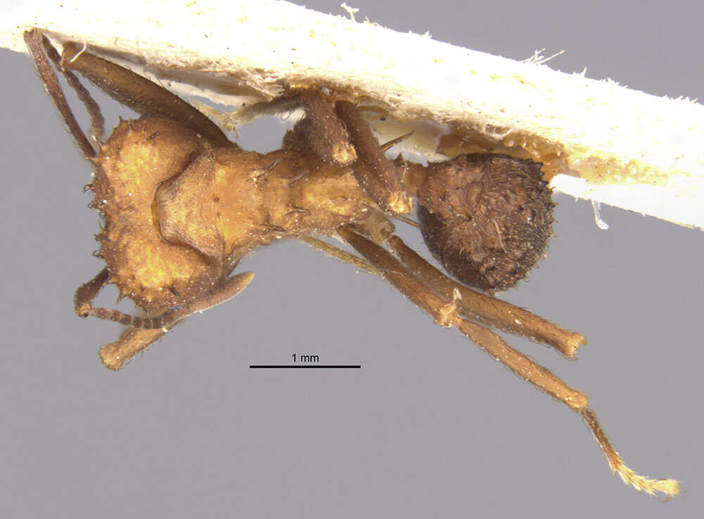 Image of Acromyrmex lundii decolor (Emery 1905)