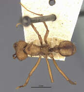 Image of Acromyrmex aspersus (Smith 1858)