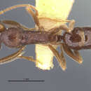 Image of Anochetus fricatus Wilson 1959