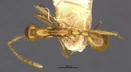 Image of Aenictus artipus Wilson 1964