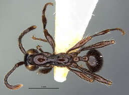 Image de Aenictus huonicus Wilson 1964