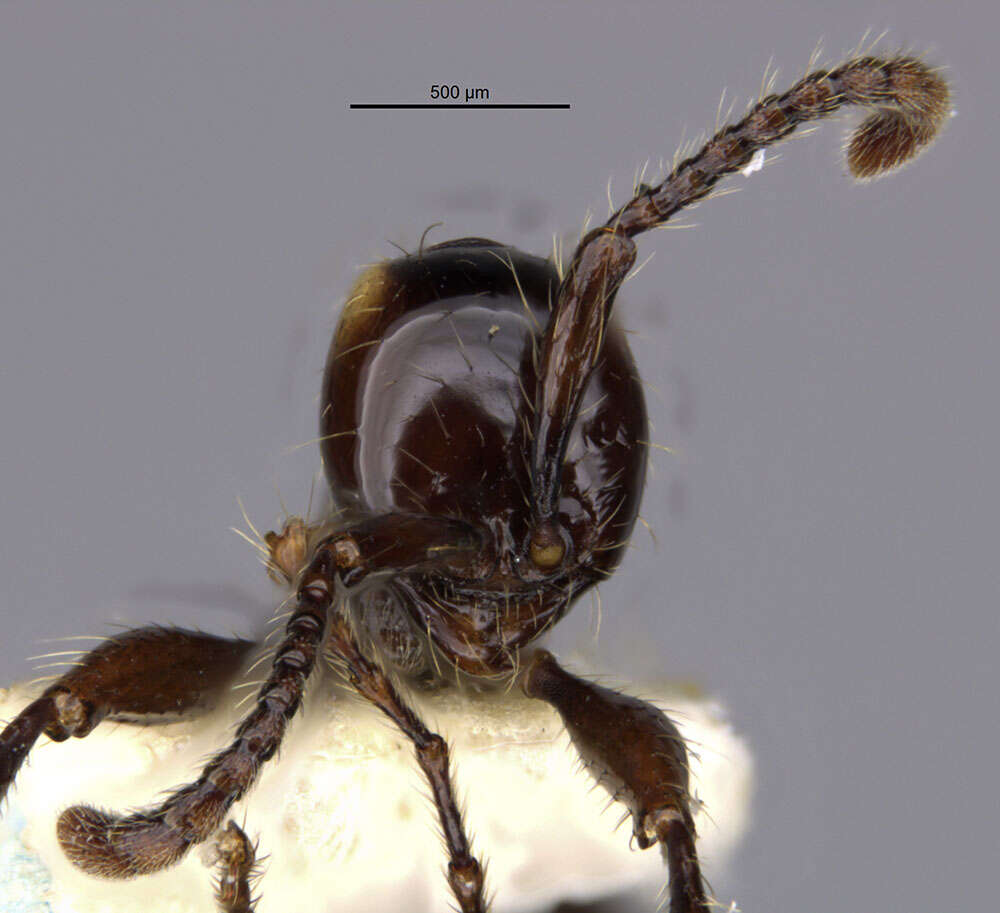 Image de Aenictus huonicus Wilson 1964