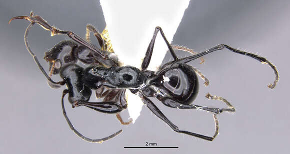 Image of <i>Gonatopus hainanensis</i>